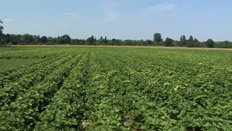 Pan-shot-over-strawberry-field-near-Ingolstadt,-Bavaria,-Germany