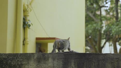 gimbal shot of tabby cat looking at camera and leaving scared