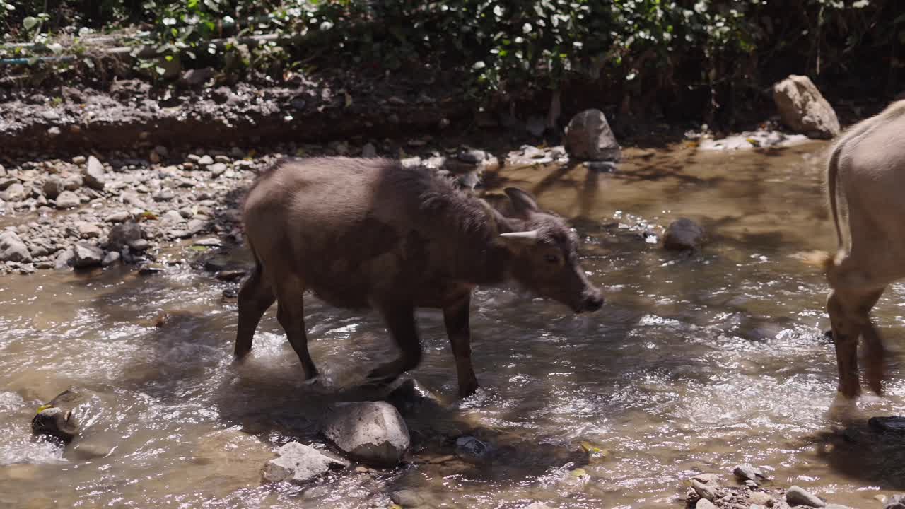 Bufali d'acqua che camminano in un ruscello roccioso.