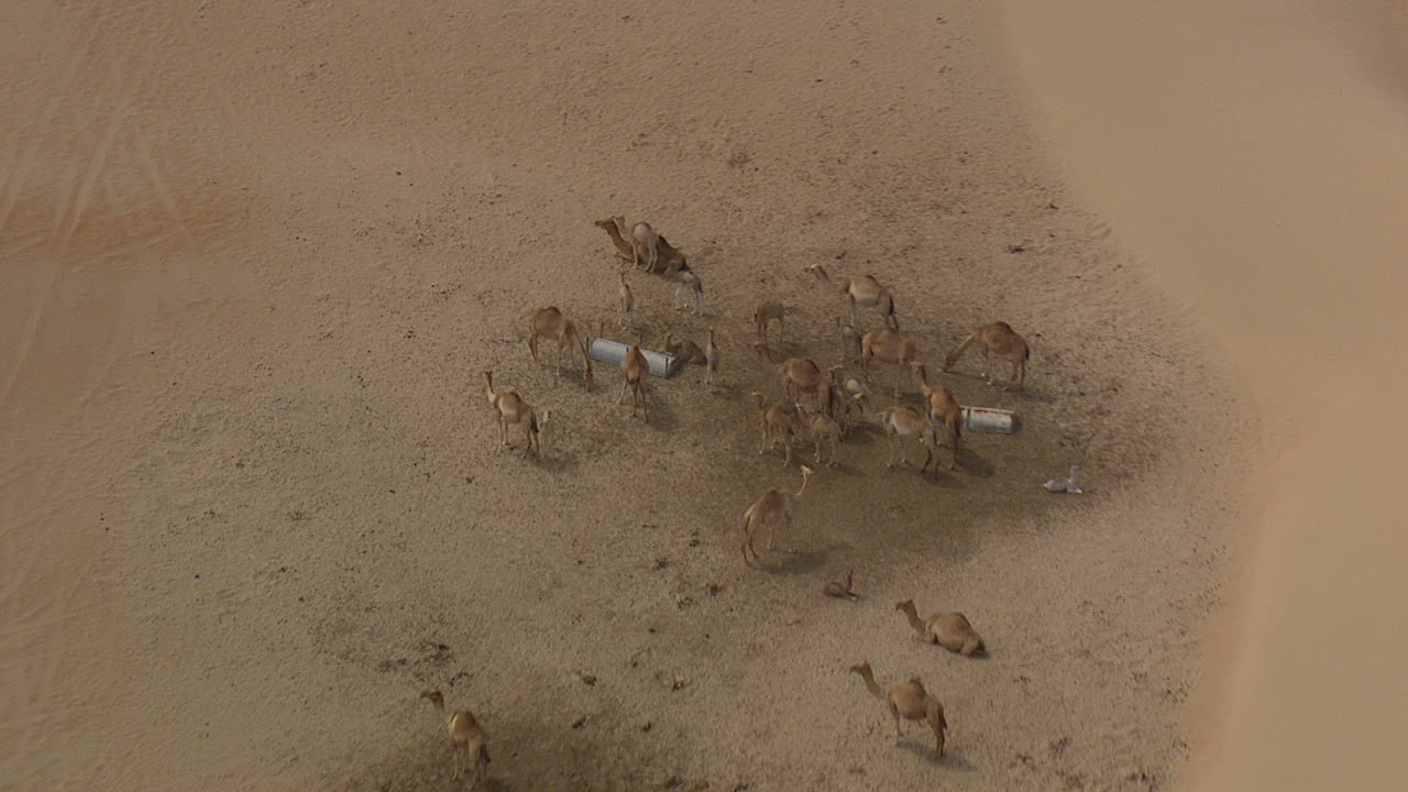 모래 언덕의 저수지에서 낙타 축소