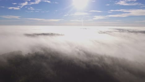 forest surrounded by morning fog illuminated by sunrise