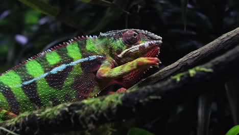 un camaleón panter moviéndose lentamente a través de la rama de un árbol