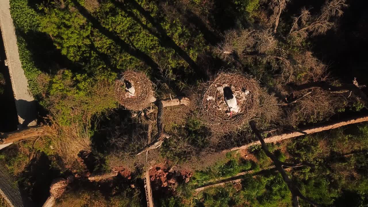 pareja de pájaros cigüeña acostados en el follaje nido en la parte superior de un árbol alto y seco en la naturaleza paisaje birdseye drone aéreo disparado maravilloso paisaje de animales salvajes vista en irán dezful hembra protección huevos familia