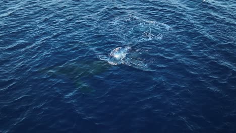 Energetic-Humpback-Whale-Calf-Breaching-While-New-Mother-Spouts-Beautiful-Rainbows-To-Express-Her-Joy-And-Happiness