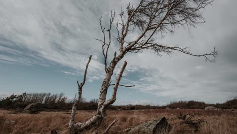 Time-lapse-video-of-a-lonely-tree-in-Færder-National-Park-in-Norway-in-stormy-weather