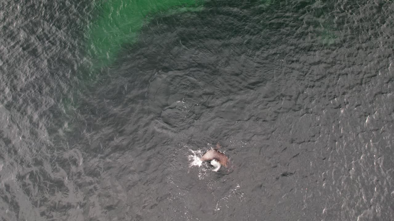Playful Seal In The Ocean In Safety Cove Beach, Port Arthur, Tasmania, Australia - Aerial Top Down