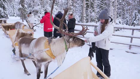 reindeer sledding in a snowy winter forest