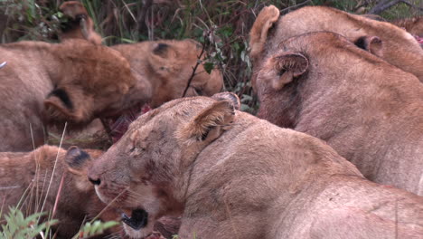 zoom out on a pride of lions feeding together with multiple generations