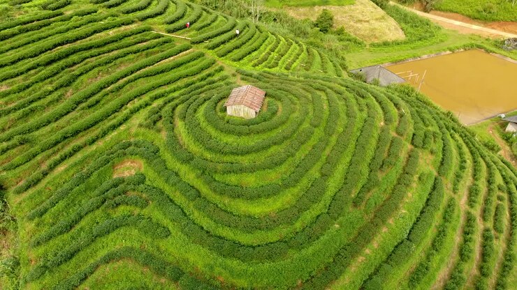 Aerial view of tea plantation terrace on mountain.