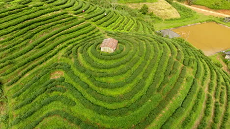 Aerial-view-of-tea-plantation-terrace-on-mountain.