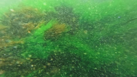 bubbles and seaweed moving with the waves