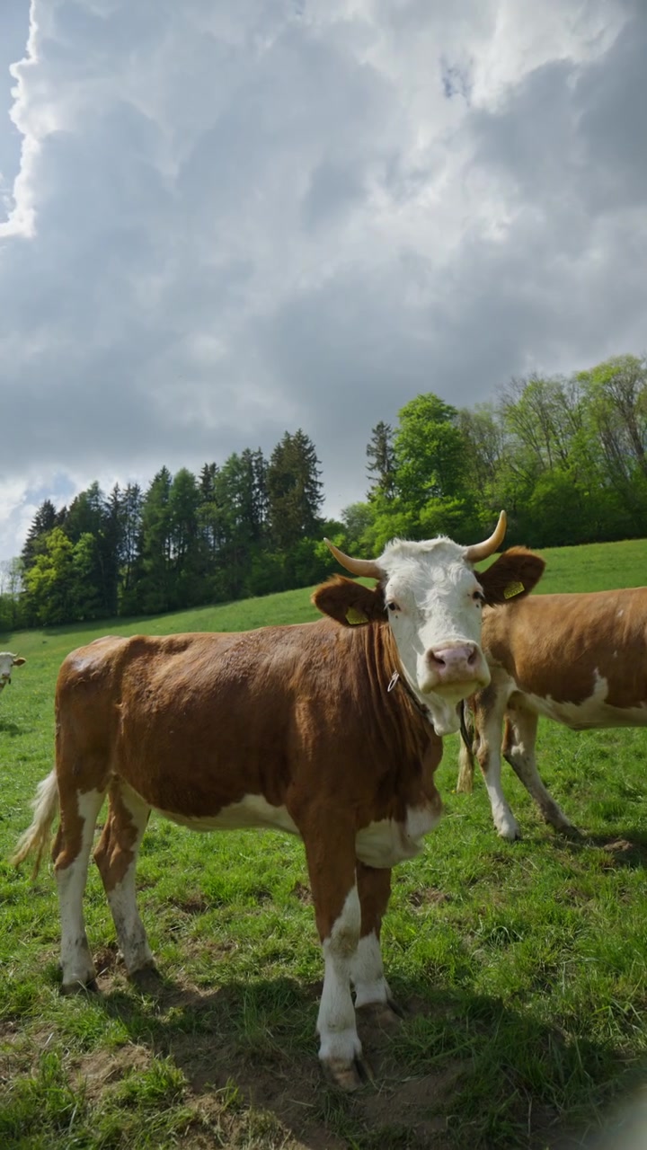 Belle mucche svizzere marroni e bianche che pascolano in rigogliosi pascoli alpini verdi durante la primavera nelle Alpi svizzere, circondate da montagne, natura e paesaggi rurali tradizionali