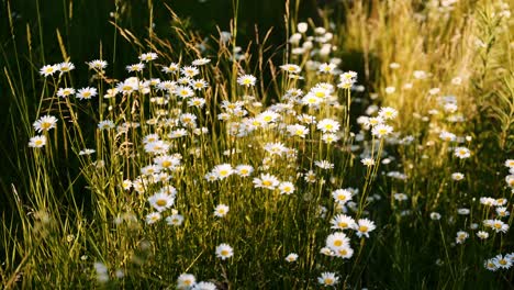 a patch of daisy wild flowers being lit by afternoon sun in a field