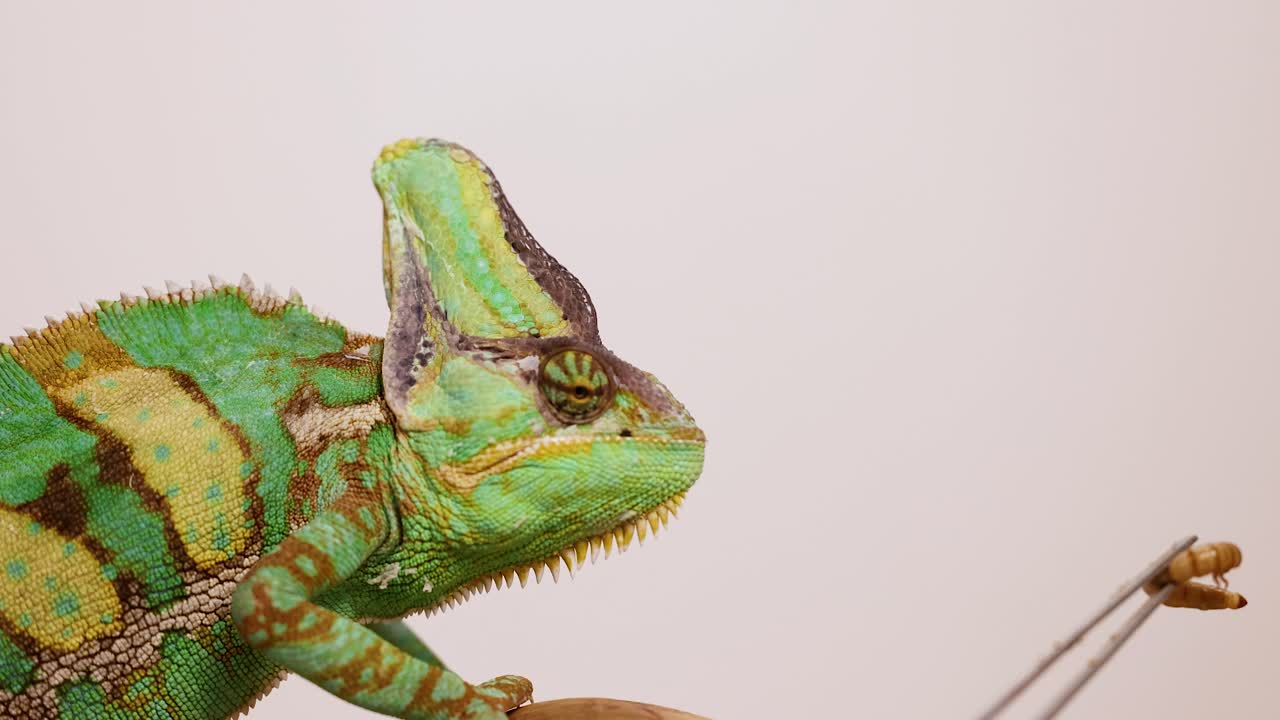 A veiled chameleon captures a worm using its tongue in a controlled environment with neutral lighting