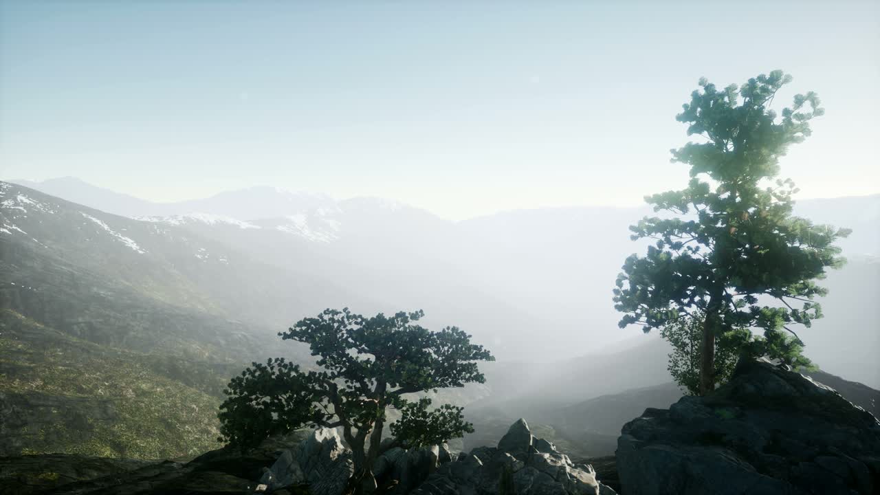 나무들을 가로지르는  ⁇ 빛