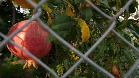 Reife-Granatapfelfrucht,-Die-An-Einem-Baum-Hängt