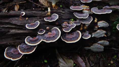 wood ear fungi mushrooms grow in a forest in australia