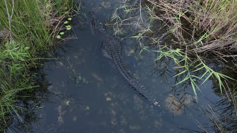 vista de ángulo alto de cocodrilo americano, nadando bajo la cámara, everglades, florida, estados unidos