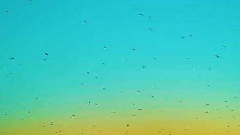 Lots-of-migratory-birds-flying-in-teal-orange-twilight-sky