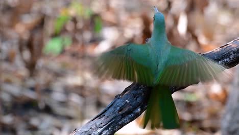 el abejaruco de barba azul se encuentra en la península de malaya, incluida tailandia, en claros de bosques particulares