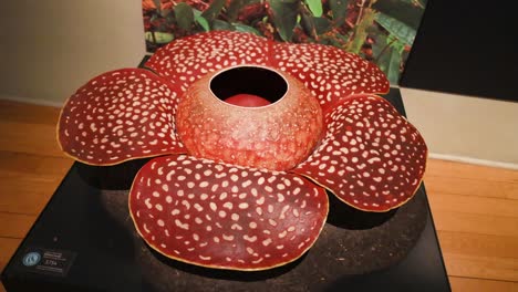 large rafflesia flower model on display