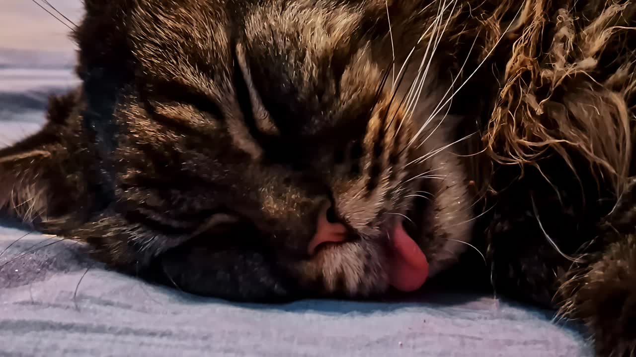 An extreme close-up macro shot captures the adorable face of a sleeping long-haired tabby cat, with its pink tongue sticking out in a cute blep as it naps soundly on a soft blanket