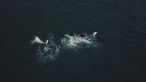 Toma-Aérea-De-La-Madre-Y-La-Cría-De-Ballenas-Jorobadas-Saltando