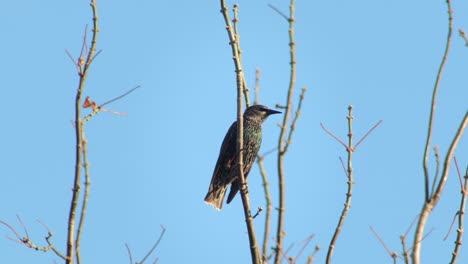 Common-Starling-On-Bare-Tree-Branch-Australia-Victoria-Gippsland-Maffra-Daytime