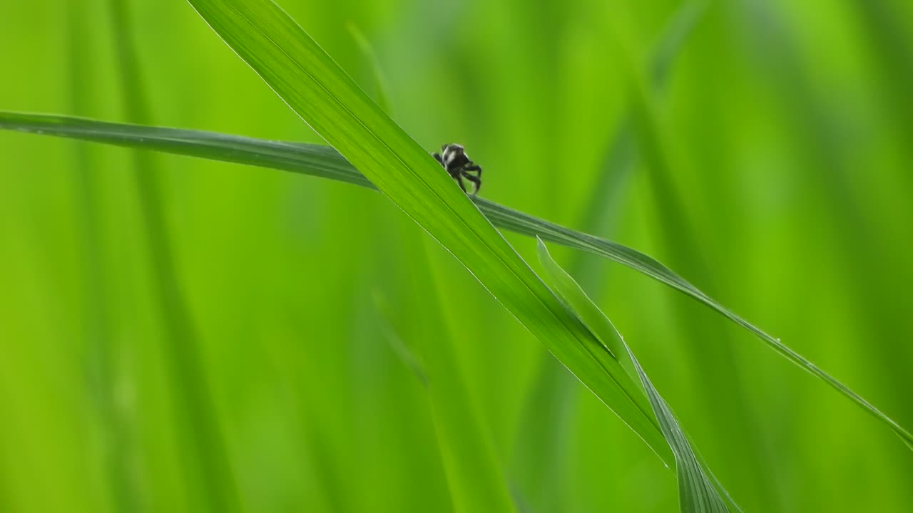 Ragno che tesse la ragnatela nell'erba di riso.