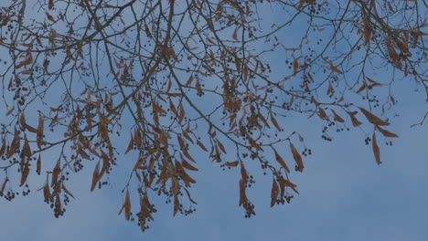 Colgando-Hojas-De-Otoño-Marrones-Contra-El-Cielo-Azul