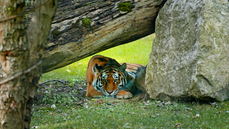 toma estática de un tigre de bengala sentado mirando ferozmente a la cámara