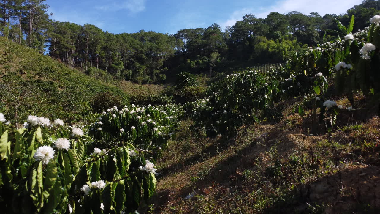 低空飛機在開花的咖啡樹中向後飛