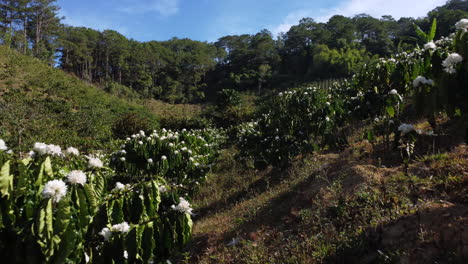 low aerial flying backwards among coffee trees in bloom