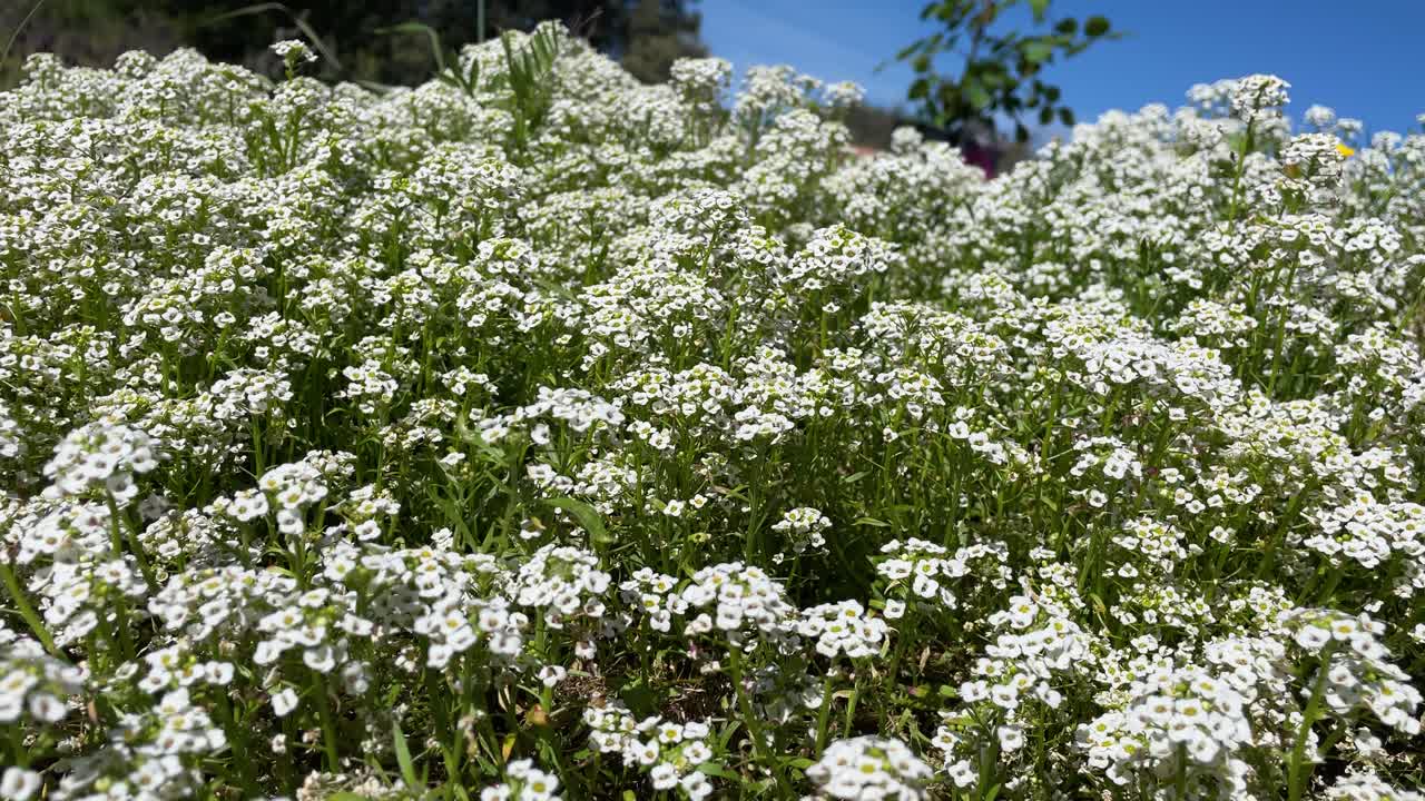 잎자루를 는 꽃 (lobularia maritima) 은 바람의 빛 흐름에 따라 부드럽게 움직이는 색 꽃을 가진  꽃이라고도 불립니다.