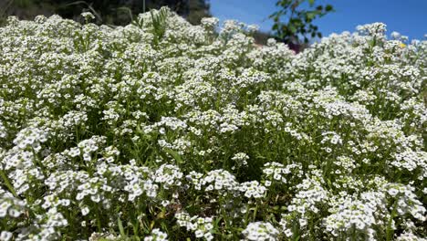 filmación de una agrupación de hojas la planta lobularia maritima también llamada flor de miel con flores blancas que se mueven suavemente por el flujo de luz del viento el video está en cámara lenta hay un cielo azul