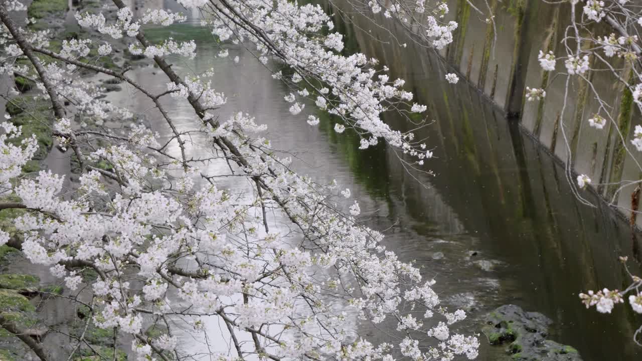 Stunning cherry blossoms in full bloom over river in Tokyo, slow motion