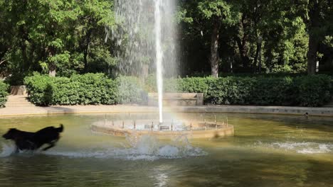 dog playing running into a fountain - slow motion