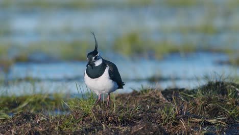 Kiebitz-Frisst-Auf-Feuchtgebiet-Mit-Regenwurm-Mit-Fußzitternden-Bewegungen-Nahrungssuche