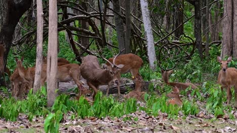 the eld's deer is an endangered species due to habitat loss and hunting