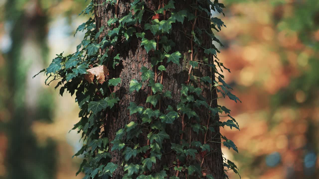 흐린 배경에 나무 줄기를 얽히게 하는 담쟁이 덩굴의 클로즈업