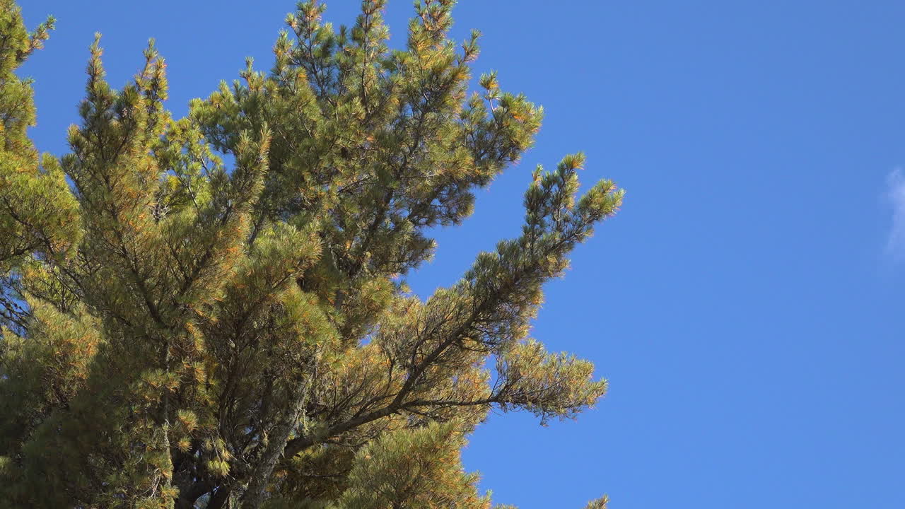 Close-up of an Eastern White Pine (Pinus strobus) shedding needles in the autumn wind in Mauricie, Quebec, Canada. Golden light highlights the forest and seasonal foliage