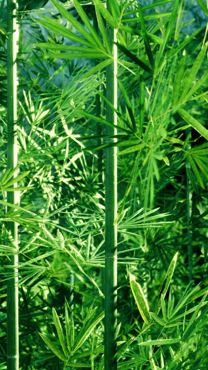 Bamboo plants in green forest during sunny day in warm season