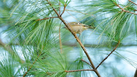 Goldcrest-Bird-on-Pine-Tree-Poops,-Jumps-on-Twigs-and-Flies-Away-closeup