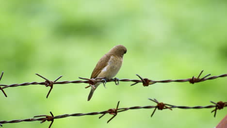 sparrow perching on metal barbed wire with a bokeh blurred green background