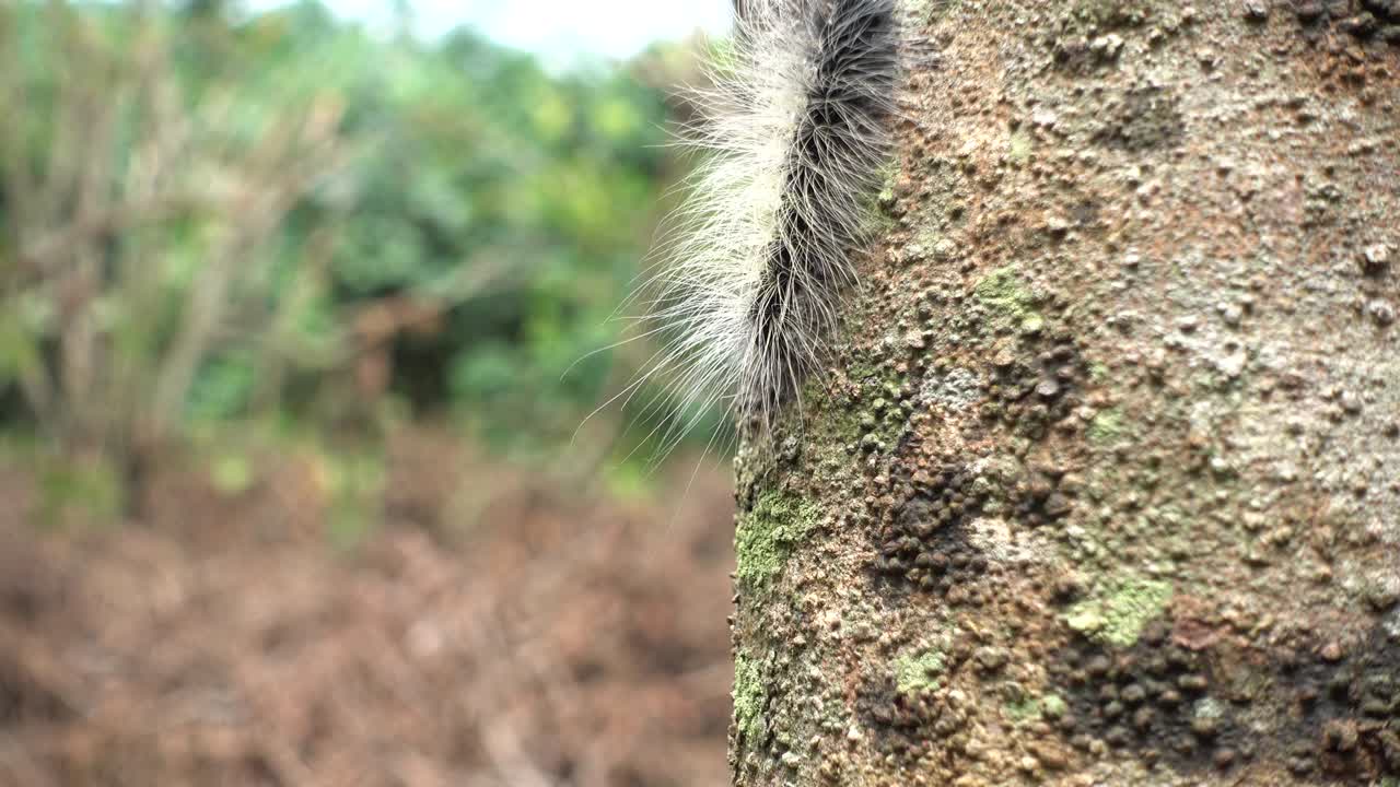 자연 속에 있는 애벌레.