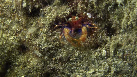 Langosta-En-Cuclillas-De-Olivar-Alimentándose-De-Noche-En-Un-Arrecife-De-Coral-En-Filipinas