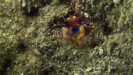 langosta en cuclillas de olivar alimentándose de noche en un arrecife de coral en filipinas