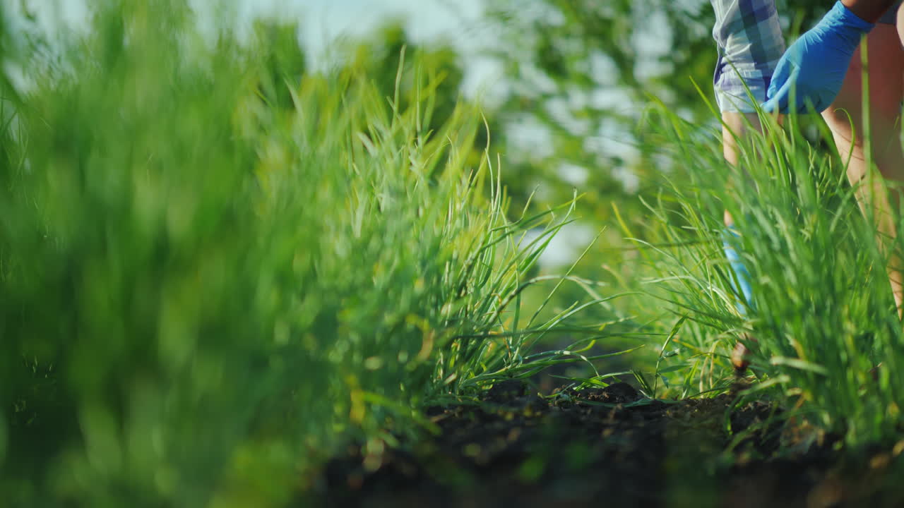 한 여성이 정원 유기농 제품 개념 4k 비디오에서 녹색 양파를 찢고 있습니다.
