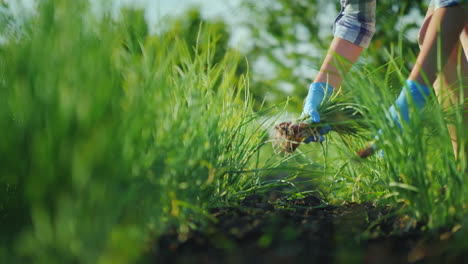 una mujer está arrancando cebollas verdes en un video de concepto de productos orgánicos de jardín 4k