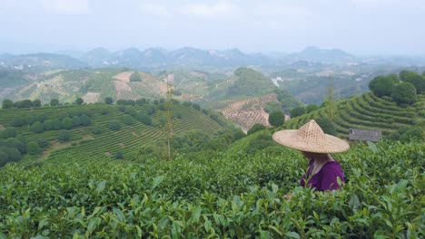 female wearing traditional straw chinese hat collecting tea leaves on a plantation in summer